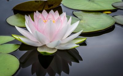 Society for Integrative Oncology Guide: Taking Care of the Whole You